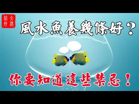 養魚數量吉數|養魚的數目與魚缸的講究